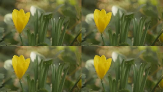 黄番红花黄花黄花秋冬水仙4K高清在线视频素材下载