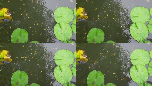 Tadpoles and fish swimming in green water高清在线视频素材下载