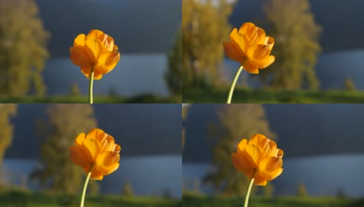 黄花特写-阿尔泰自然保护区高清在线视频素材下载