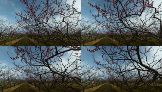 春季盛开的果园在尼亚加拉瀑布地区，安大略省，加拿大高清在线视频素材下载