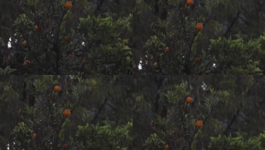 雨落在橘子树上高清在线视频素材下载