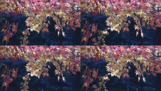 五颜六色的秋叶在风中摇曳高清在线视频素材下载