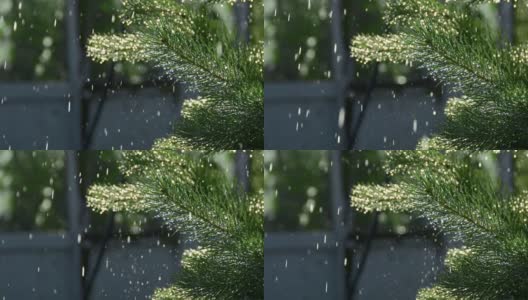 雨滴落在松枝上。水在阳光下像针一样闪闪发光高清在线视频素材下载