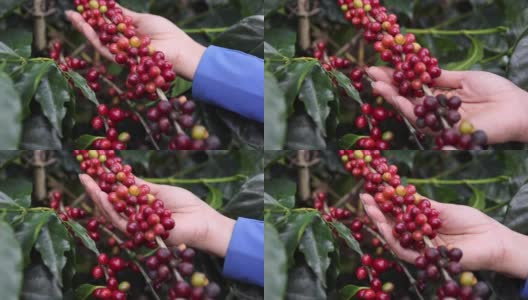 女人摸着树上红莓咖啡的红枝高清在线视频素材下载