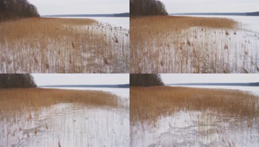 波维兹基湖面结冰，芦苇枯干。无人机拍摄波兰的冬天高清在线视频素材下载