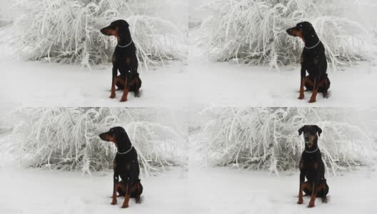 一只黑色的杜宾犬正坐在飘落的雪花中间的灌木丛背景上高清在线视频素材下载