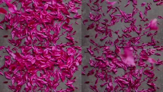 背景为红色紫红色牡丹花瓣高清在线视频素材下载