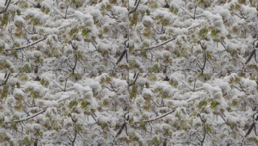 绿色的枫树枝上覆盖着湿漉漉的雪高清在线视频素材下载