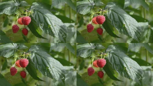 甜美的树莓在灌木和风高清在线视频素材下载