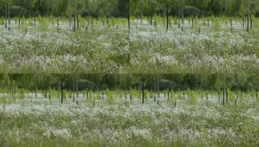 盛开的白色花朵在春天沼泽的森林背景高清在线视频素材下载