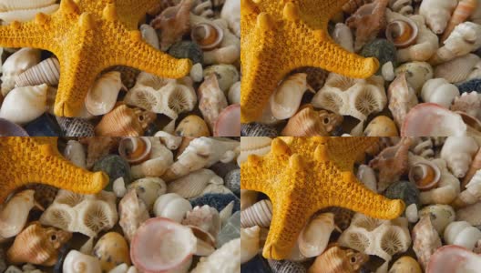 不同的混合彩色贝壳作为背景。各种珊瑚，海洋软体动物和扇贝壳。高清在线视频素材下载