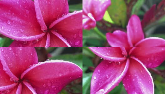 特写粉鸡蛋花与雨滴高清在线视频素材下载