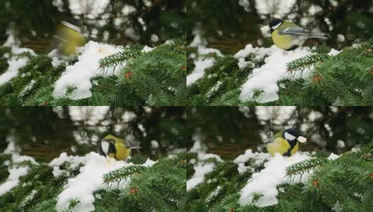 鸟在松树上过冬大山雀大4k高清在线视频素材下载