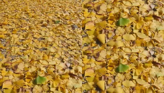 秋天的银杏叶大都是黄色的，带有一片绿色高清在线视频素材下载