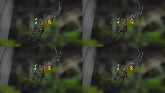 热带雨林里的蜘蛛在织网高清在线视频素材下载