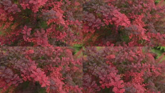 夏季花园中小檗属植物灌木丛的特写高清在线视频素材下载