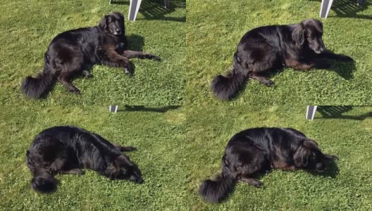 草地上的黑色拉布拉多狗高清在线视频素材下载