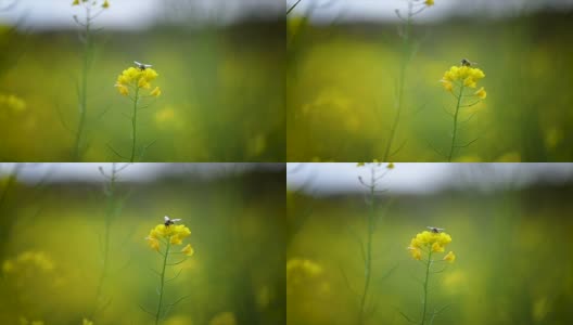 蜜蜂从芥菜花蜜中采集花蜜的慢动作。高清在线视频素材下载