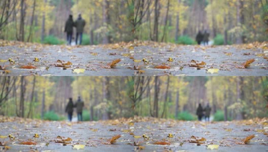 自然秋天走了。人们在秋天的公园森林里散步。幸福家脚踩在秋叶上。秋天的城市森林公园，落在地上的枫叶。健康生活方式和家庭关系的概念。秋天的森林里，树叶飘落。五颜六色的高清在线视频素材下载