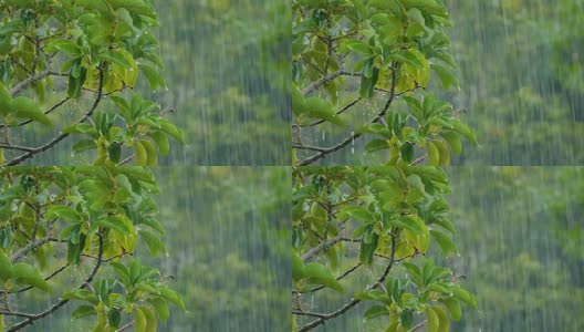 雨点落在鳄梨树上高清在线视频素材下载