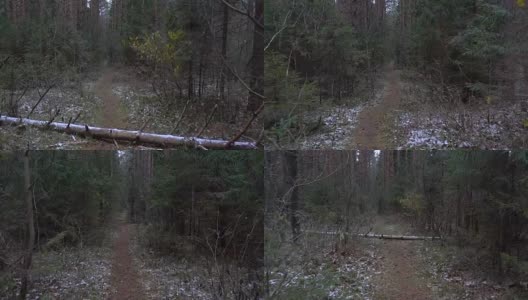 小路上倒下的树的视频高清在线视频素材下载