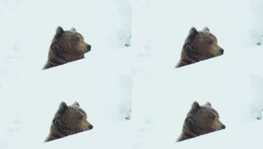 在大自然的冬天，棕熊在雪地里高清在线视频素材下载