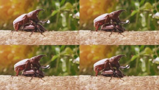 天牛甲虫在自然界中交配高清在线视频素材下载