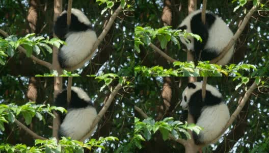 树上的大熊猫幼崽高清在线视频素材下载