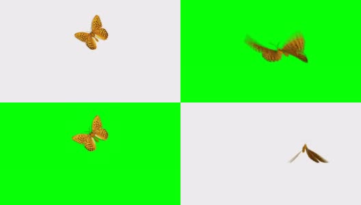 美丽的橙色蝴蝶银洗贝母阿金尼斯帕菲亚飞行和坐在白色和绿色背景近景。循环3d动画与绿色屏幕阿尔法蒙版。高清在线视频素材下载