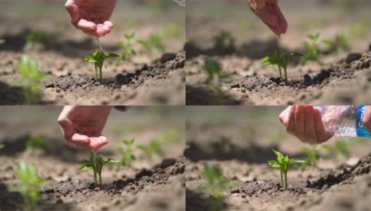 妇女农民手工在土壤中种植辣椒幼苗高清在线视频素材下载