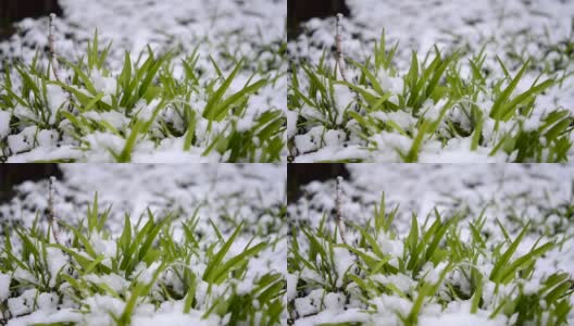 绿油油的草地上覆盖着一层雪，在春季降雪期间特写。高清在线视频素材下载