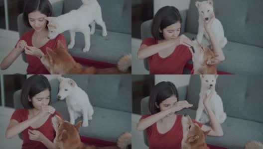 一个女人在客厅里和她的狗玩高清在线视频素材下载
