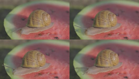 蜗牛在西瓜上。蜗牛在吃西瓜。蜗牛在西瓜上爬。蜗牛在西瓜上的特写高清在线视频素材下载