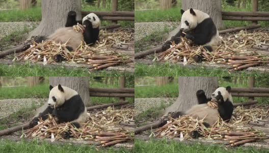 一只大熊猫正在吃竹子高清在线视频素材下载