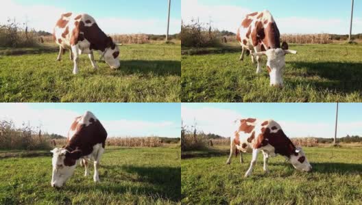 一头牛在吃草——马拉穆勒斯，罗马尼亚高清在线视频素材下载