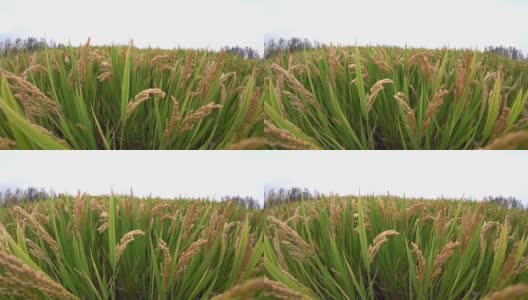 农田水稻收获高清在线视频素材下载