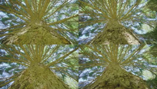 公园中有细枝的松树树干的压花树皮高清在线视频素材下载
