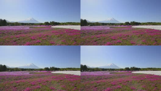 福禄克斯和富士山，在山梨县，日本高清在线视频素材下载