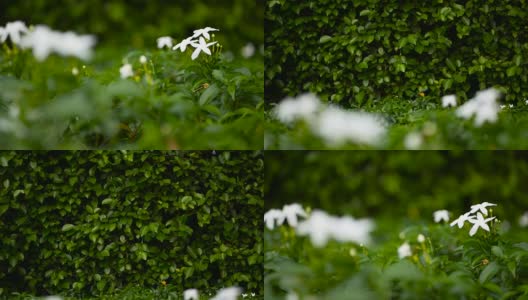 合上白花或天竺葵、栀子、茉莉花作背景。高清在线视频素材下载