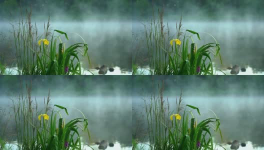 野草和美丽的鸢尾花与露水雾清晨湖上。概念生态、环境、自然、夏、春、四季。自然明亮的宏观景观高清在线视频素材下载