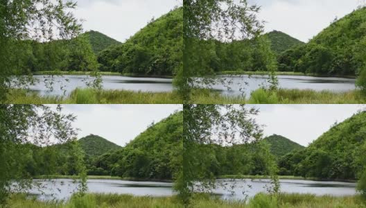 竹叶在风中，眼前的湖景，镜头高清在线视频素材下载