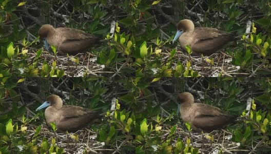 在加拉帕戈斯群岛的热诺维萨岛上筑巢的红足鲣鸟的特写高清在线视频素材下载