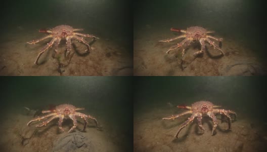 俄罗斯巴伦支海海底的巨型帝王蟹。高清在线视频素材下载