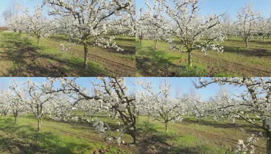 平稳的镜头，美丽的樱花花园高清在线视频素材下载