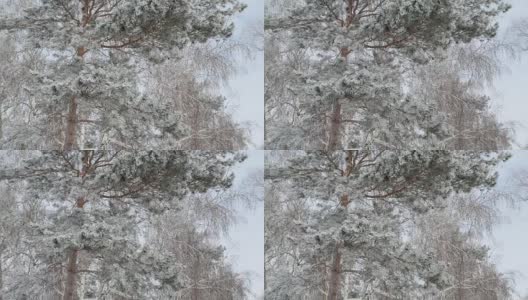 强风吹动白雪覆盖的松树和白桦树的树枝高清在线视频素材下载