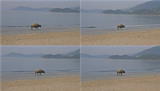 香港大屿山的野生水牛高清在线视频素材下载