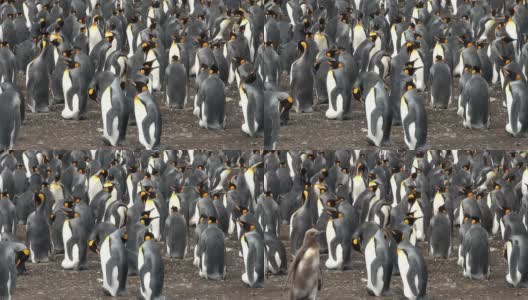 福克兰群岛布拉夫湾的一群帝企鹅高清在线视频素材下载