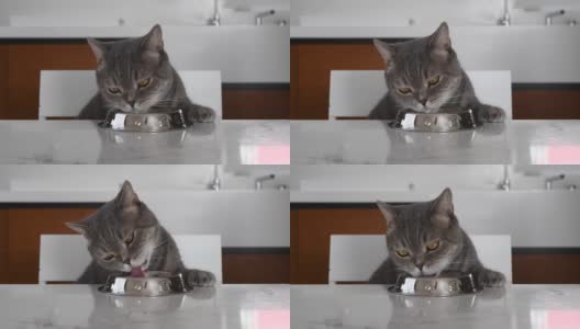 大眼睛和肥胖的英国类毛猫喝牛奶碗桌上高清在线视频素材下载