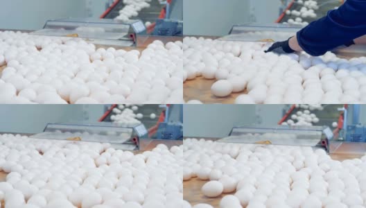 白色的鸡蛋从传送带上传到一个大托盘上，然后被工厂工人移走高清在线视频素材下载