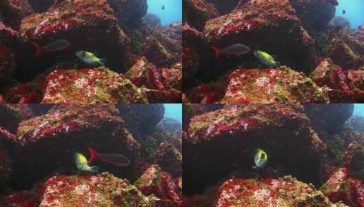 加拉帕戈斯群岛绿松石礁湖水下的河豚鱼。高清在线视频素材下载